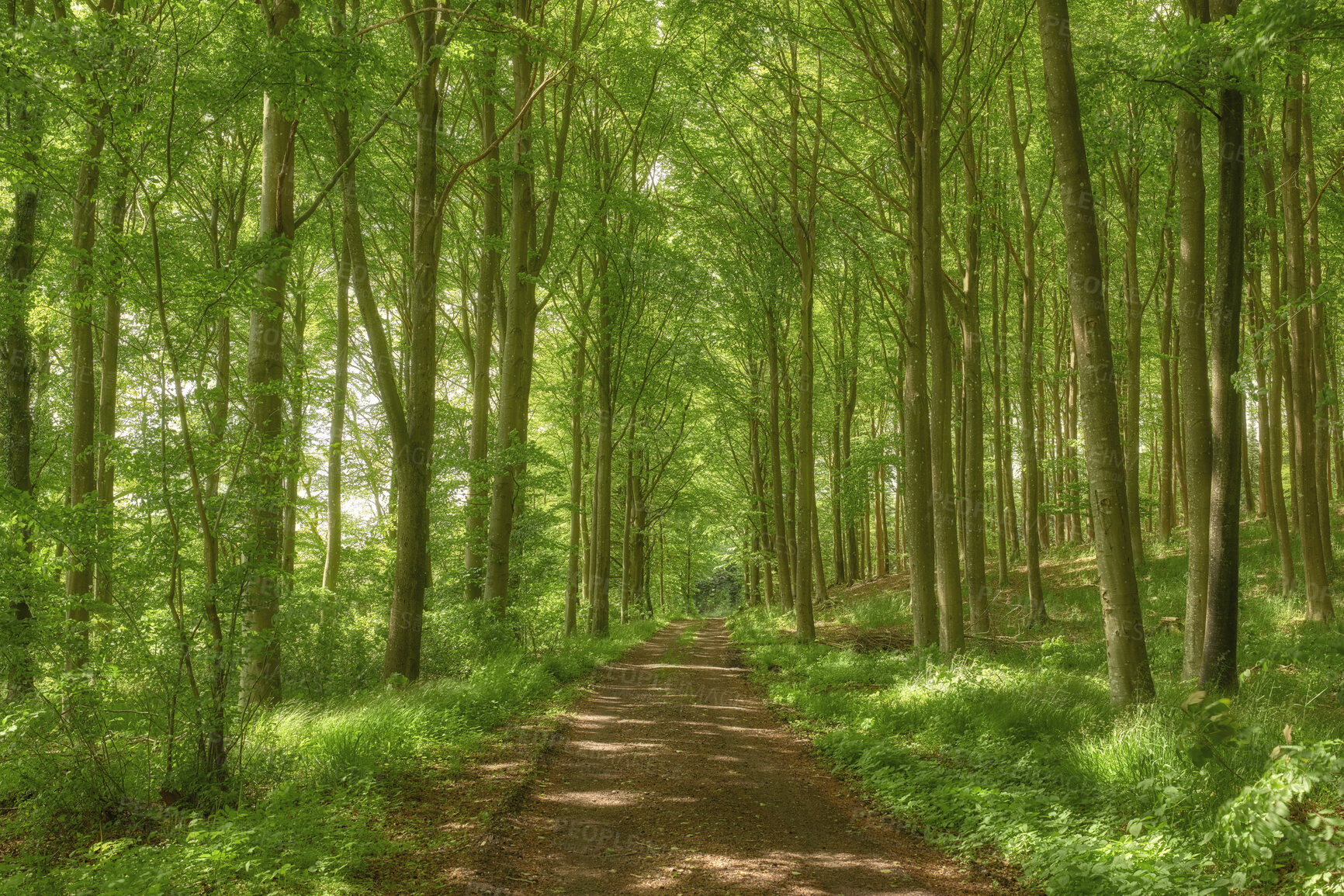 Buy stock photo Scenic, beautiful and relaxing view of a lush green forest in springtime with tall trees, branches and fresh air along a path. Peaceful morning in the countryside, nature in harmony on a quiet day