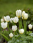 A photo of forest beauty in springtime