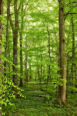 Buy stock photo Beautiful, large and green trees in a forest landscape on a summer day outside in nature. Outdoor leafy view of tall grass and plants. Natural, peaceful and relaxing outdoors with growing plant life.