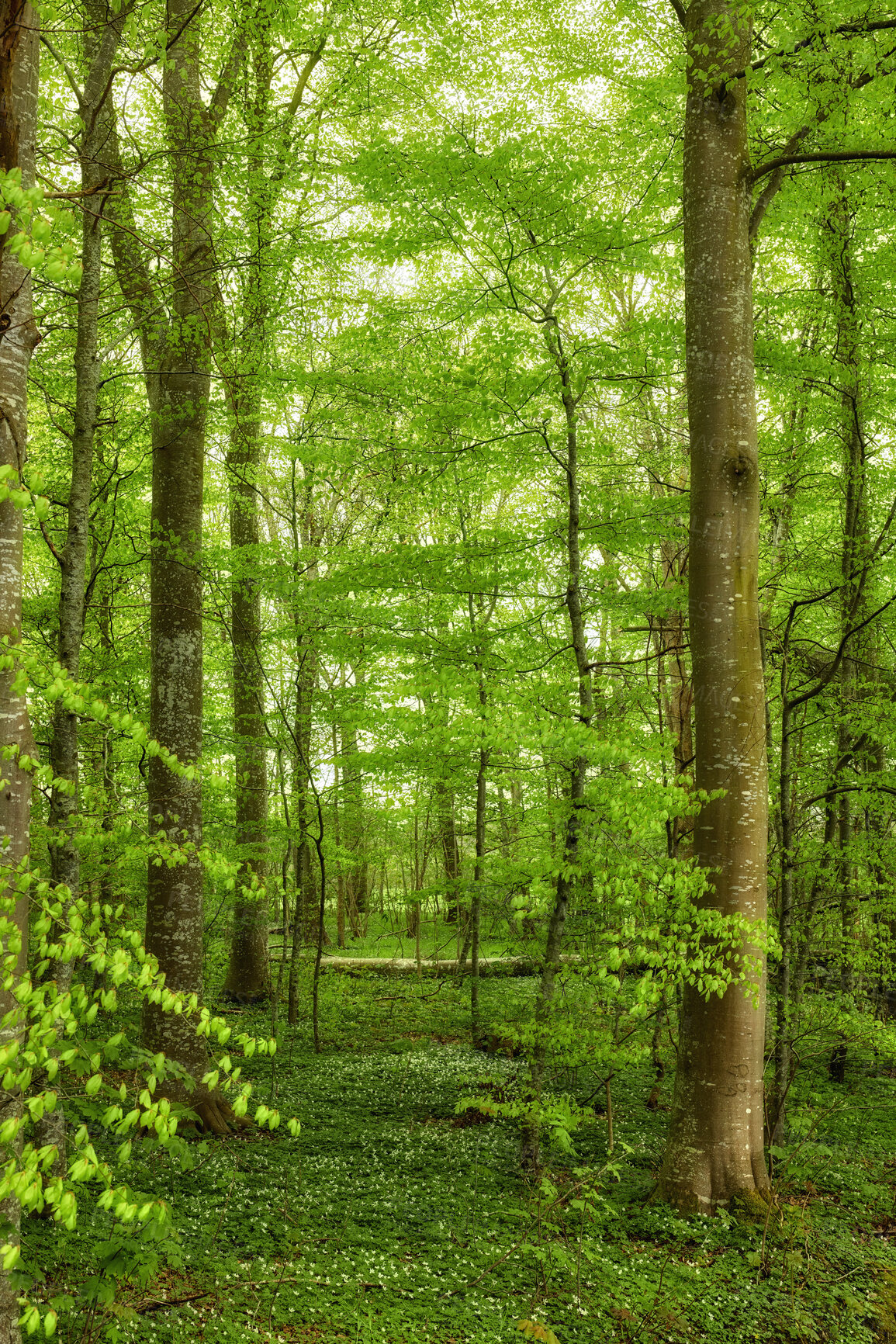 Buy stock photo Beautiful, large and green trees in a forest landscape on a summer day outside in nature. Outdoor leafy view of tall grass and plants. Natural, peaceful and relaxing outdoors with growing plant life.