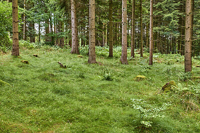 Buy stock photo Trees, grass and plants growing on a mountain, woods or woodland in summer. Landscape view of greenery, shrubs and vegetation in a natural environment, nature park or forest in the countryside 