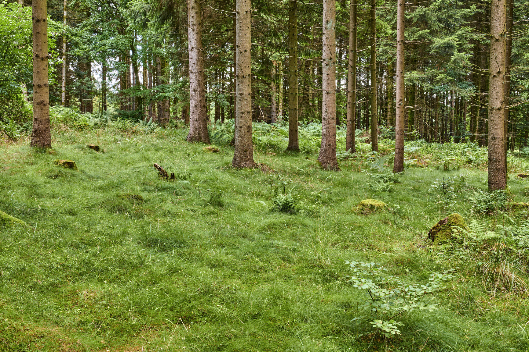 Buy stock photo Trees, grass and plants growing on a mountain, woods or woodland in summer. Landscape view of greenery, shrubs and vegetation in a natural environment, nature park or forest in the countryside 