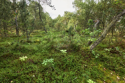 Buy stock photo Nature landscape of green plants, trees and grass with view of overgrown, mysterious and uncultivated woodlands, meadow or forest. View of empty wilderness, environment and ecosystem outdoors