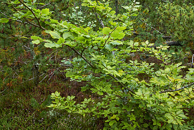 Buy stock photo Beautiful, colorful and green leaves from a tree or bush growing in a garden with copy space. Closeup of plants and greenery thriving in a natural ecosystem or biodiverse habitat outside in nature