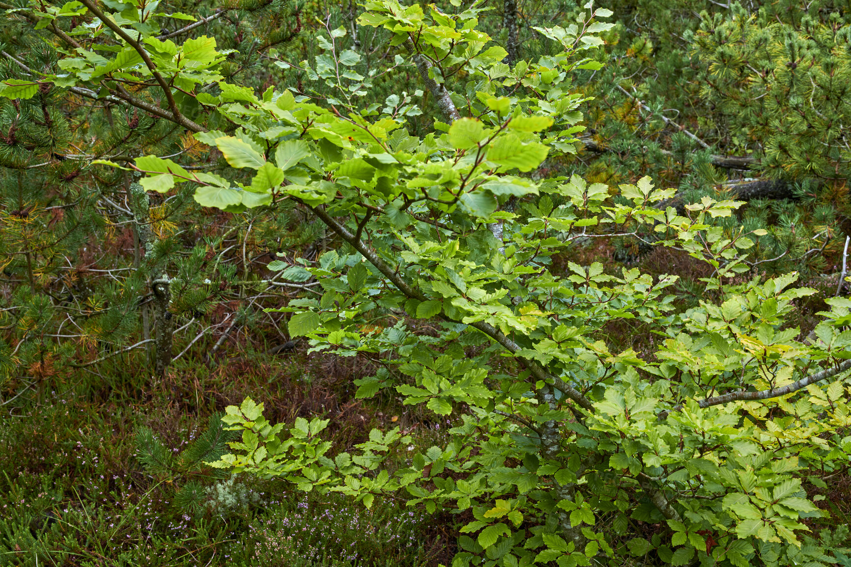 Buy stock photo Beautiful, colorful and green leaves from a tree or bush growing in a garden with copy space. Closeup of plants and greenery thriving in a natural ecosystem or biodiverse habitat outside in nature