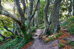 Sommertime trees in the forestt