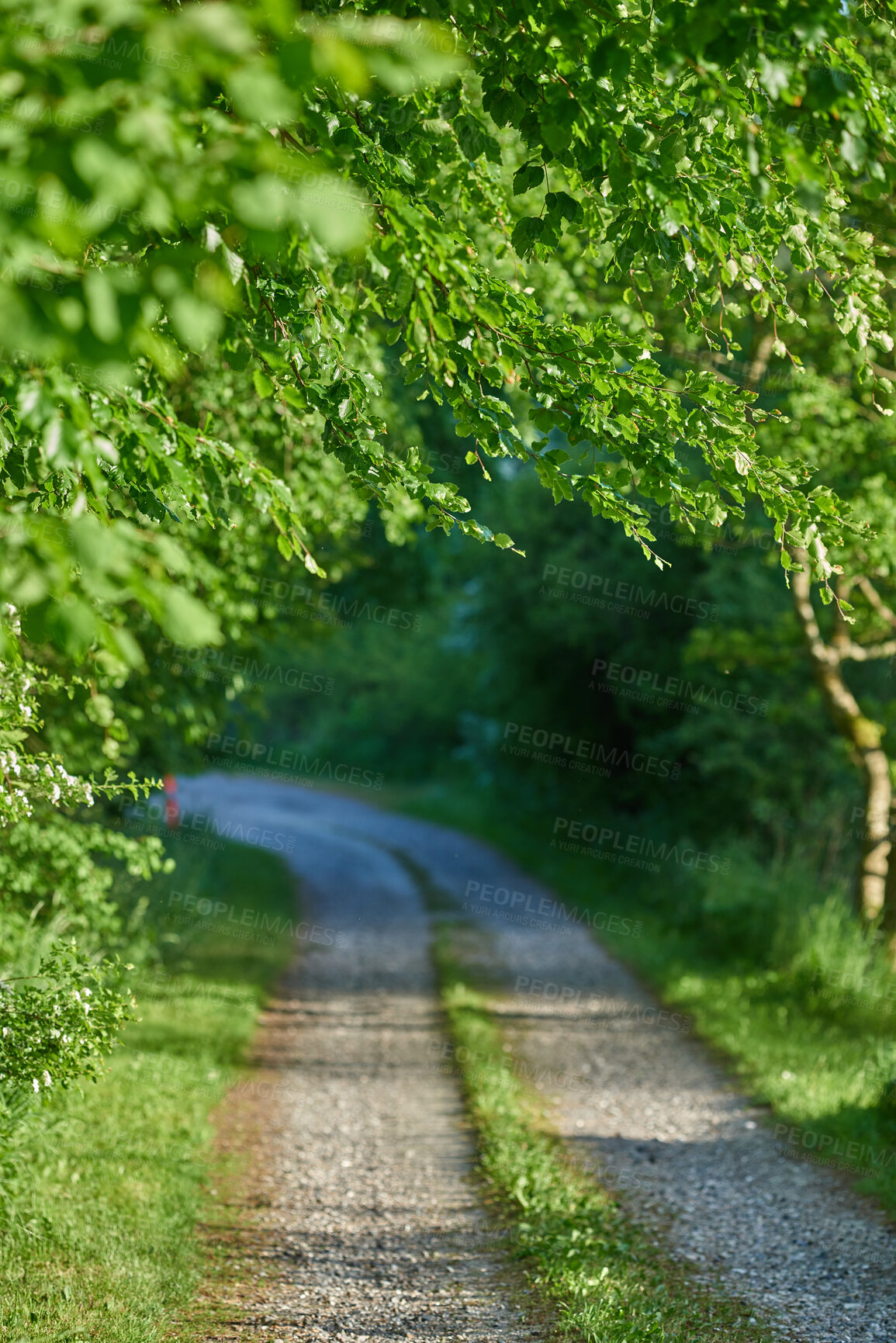 Buy stock photo Summertime forest