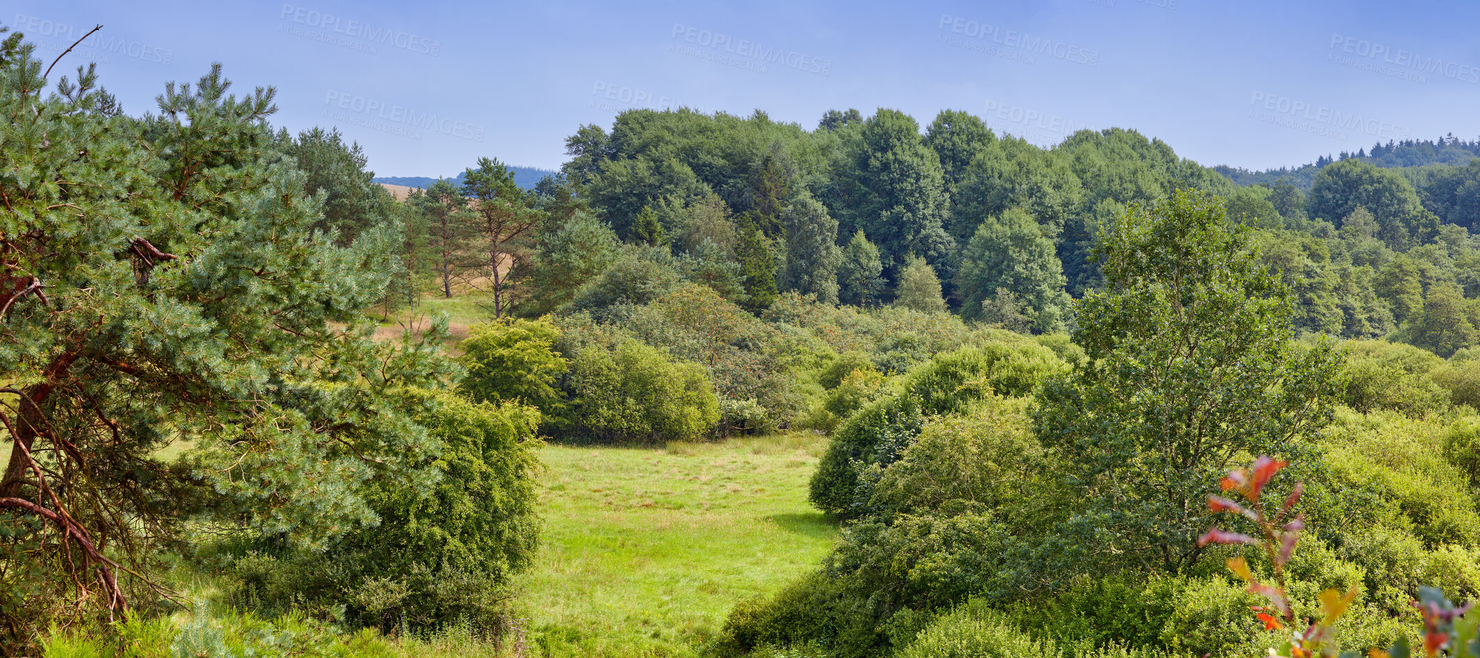 Buy stock photo Summertime forest