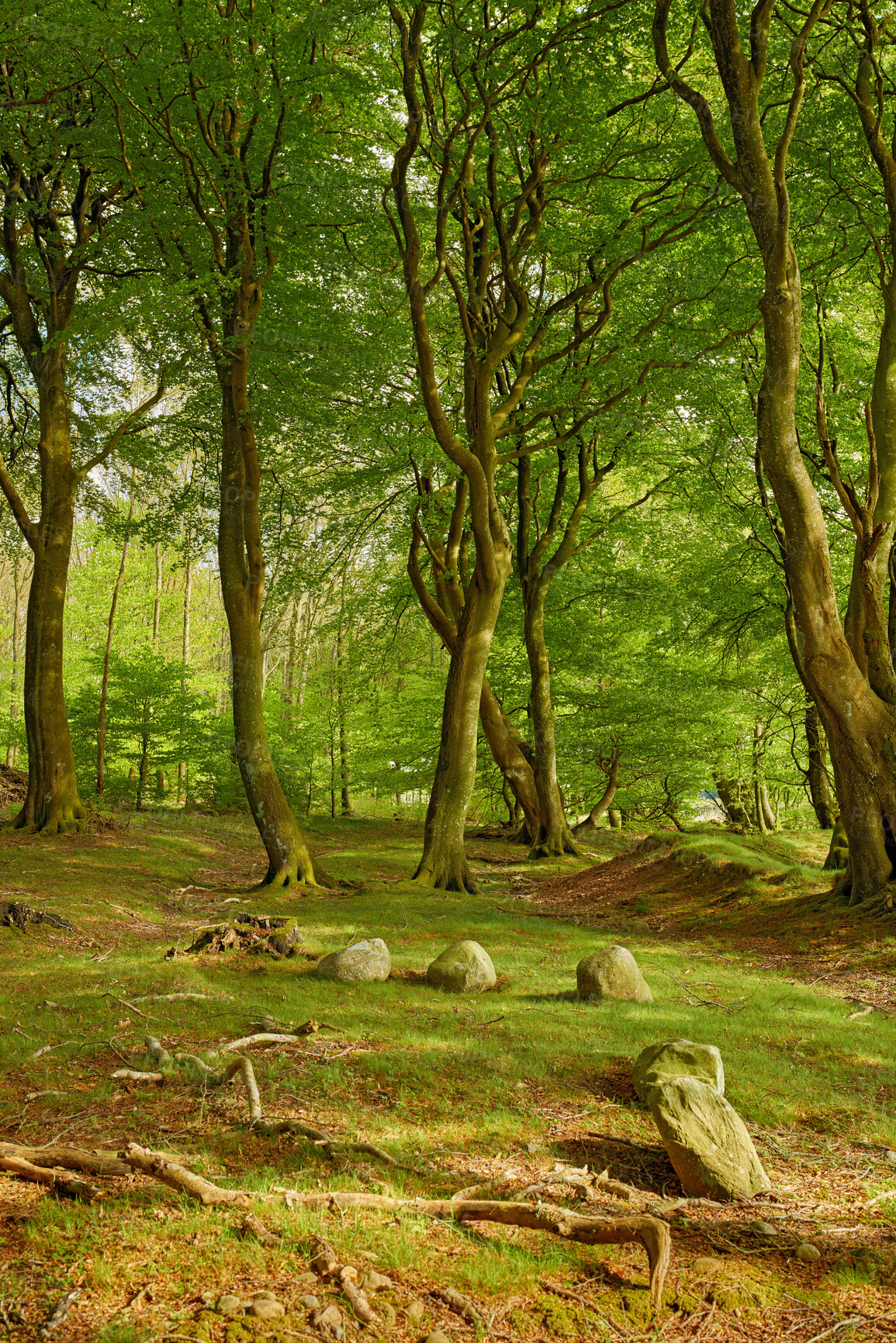 Buy stock photo Summertime forest