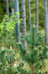 Sommertime trees in the forestt