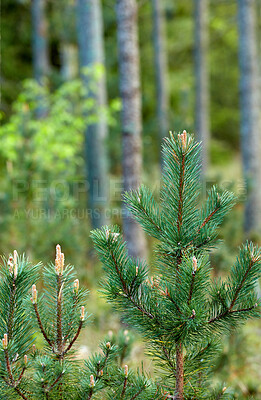 Buy stock photo Summertime forest