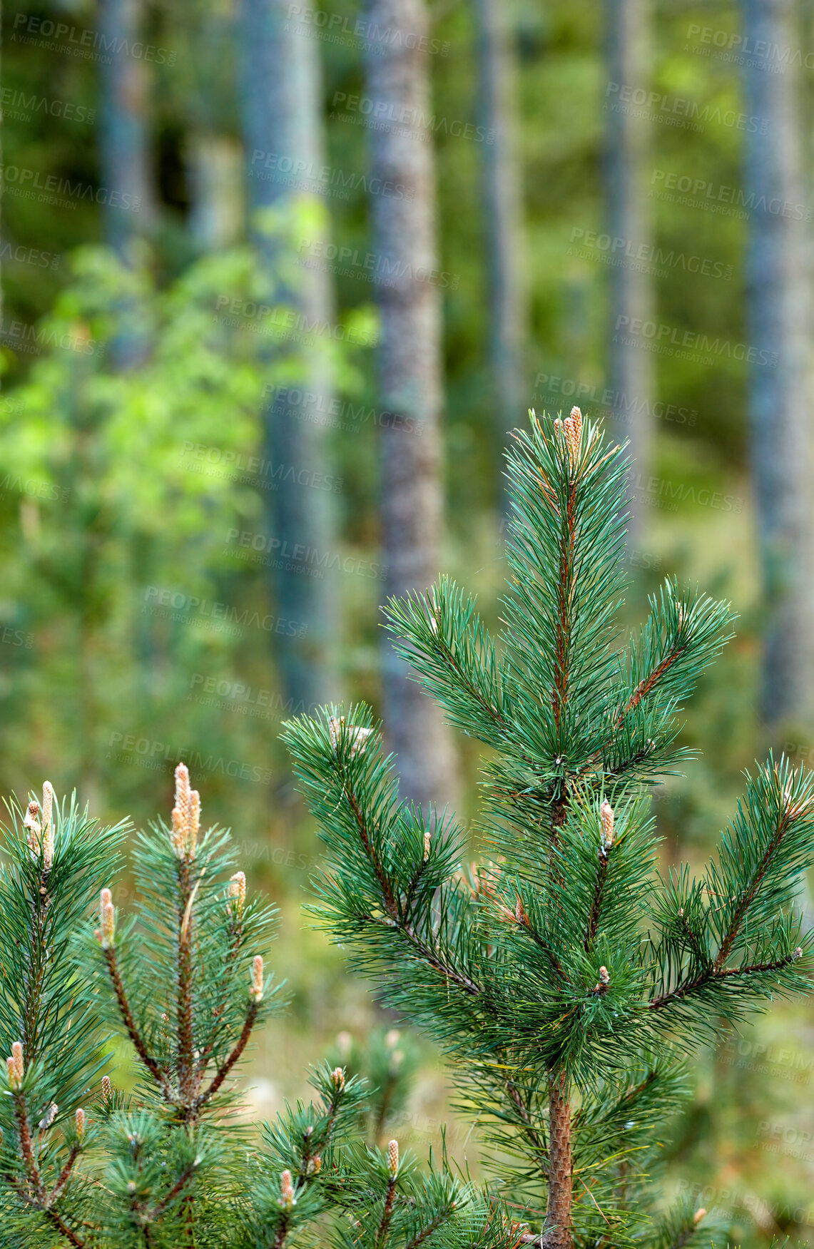 Buy stock photo Summertime forest