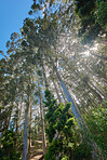 Sommertime trees in the forestt