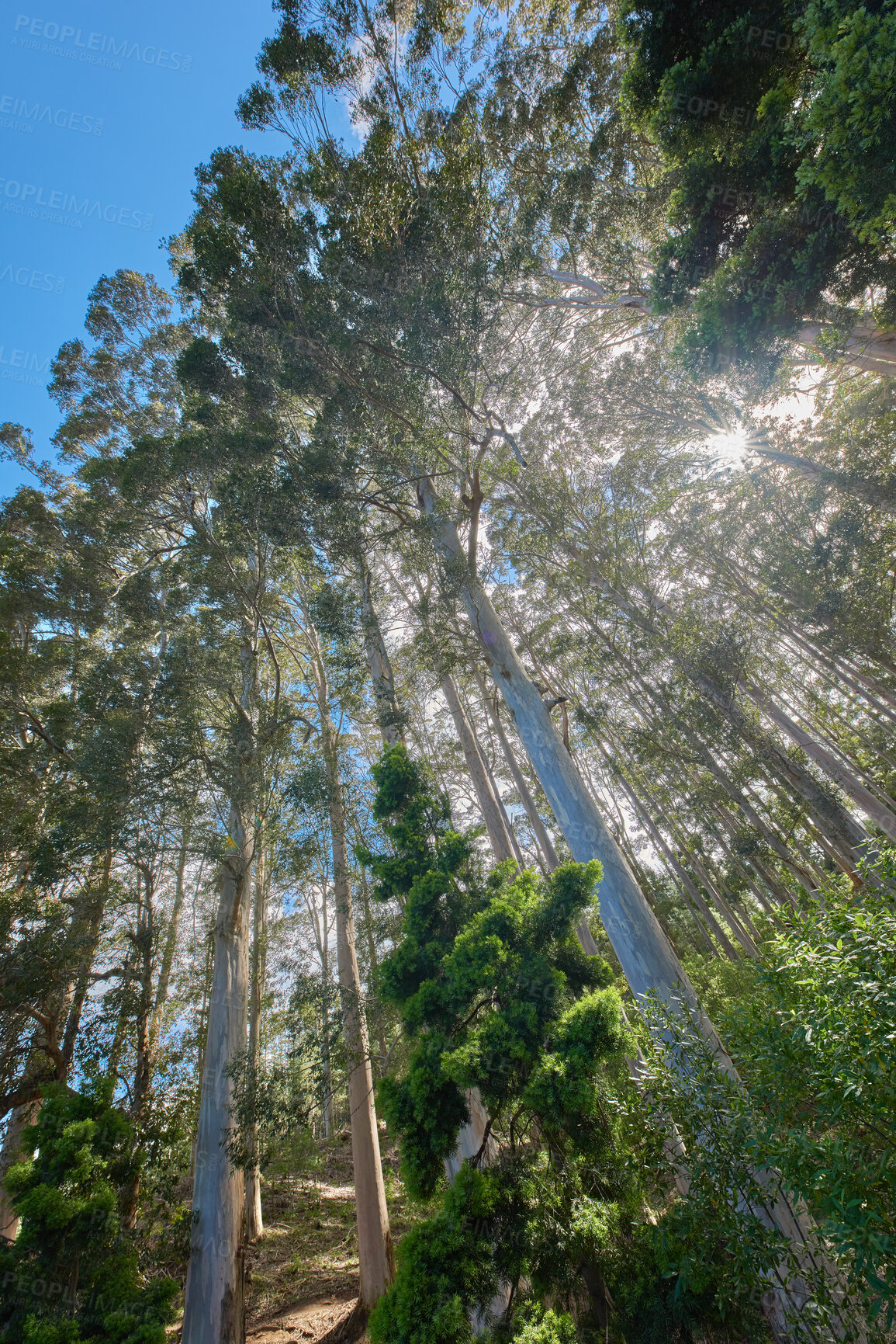 Buy stock photo Summertime forest