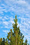 Sommertime trees in the forestt