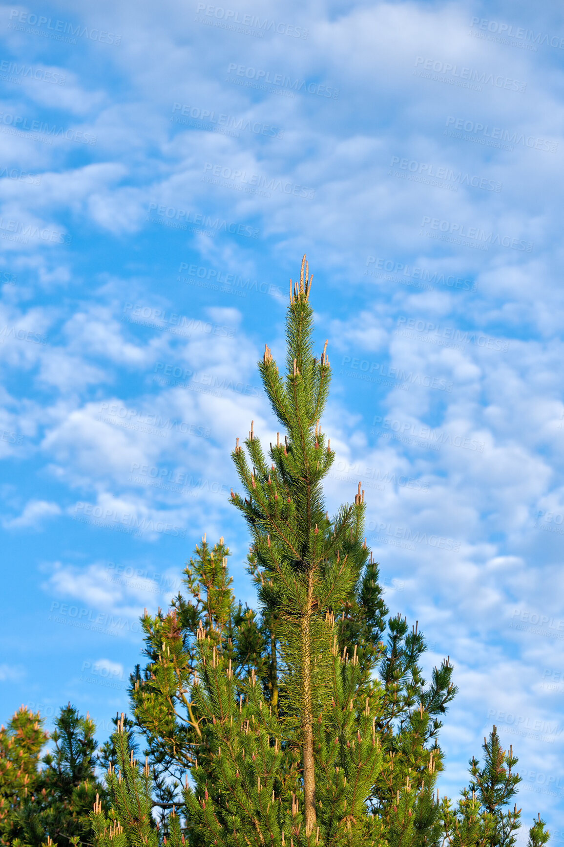 Buy stock photo Summertime forest