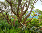 Sommertime trees in the forestt