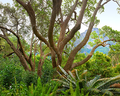 Buy stock photo Summertime forest