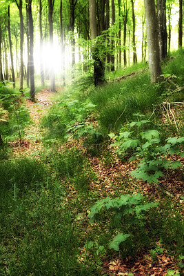 Buy stock photo Summertime forest