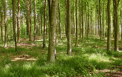 Buy stock photo Summertime forest