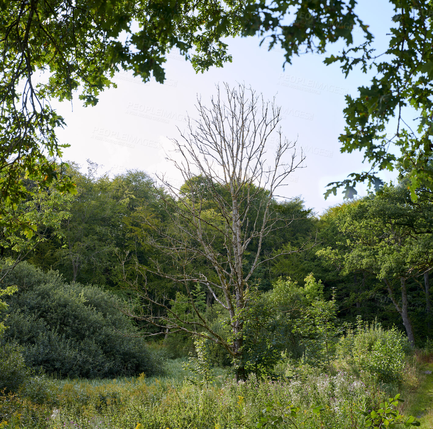 Buy stock photo Summertime forest