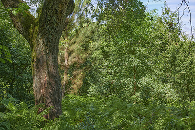 Buy stock photo Summertime forest