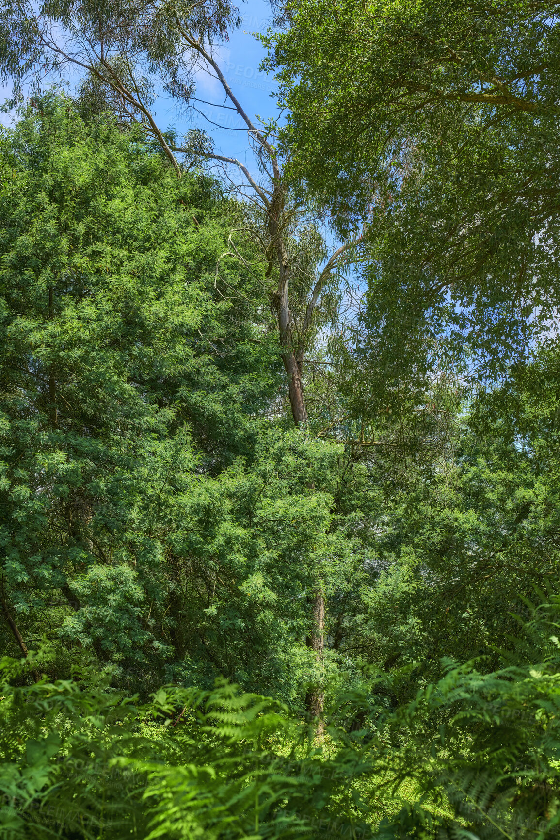 Buy stock photo Summertime forest