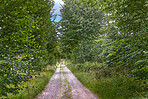 Sommertime trees in the forestt