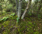 Sommertime trees in the forestt