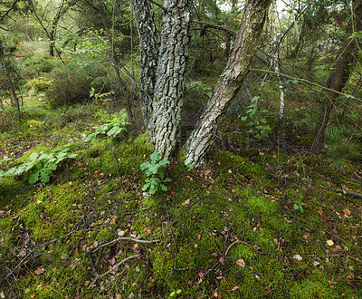 Buy stock photo Summertime forest