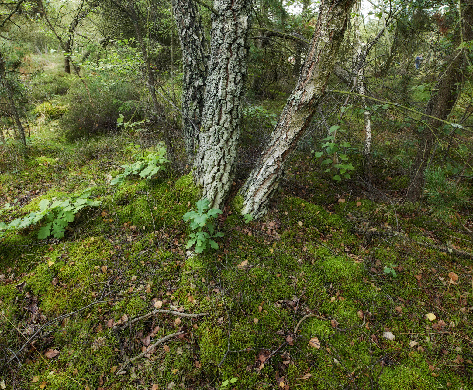 Buy stock photo Summertime forest