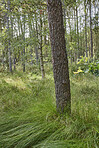 Sommertime trees in the forestt