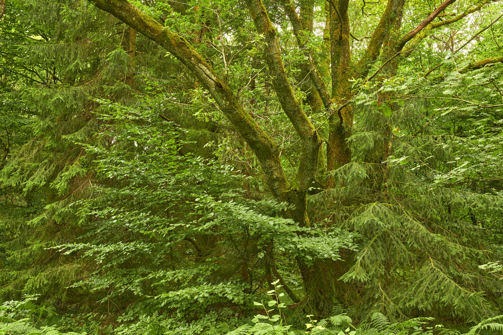 Buy stock photo Summertime forest