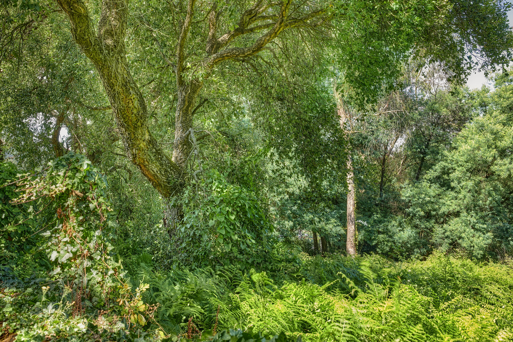 Buy stock photo Summertime forest