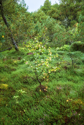 Buy stock photo Summertime forest