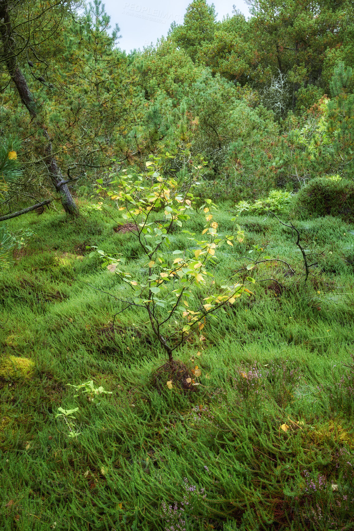 Buy stock photo Summertime forest