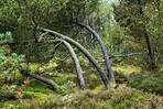 Sommertime trees in the forestt