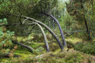 Buy stock photo Summertime forest