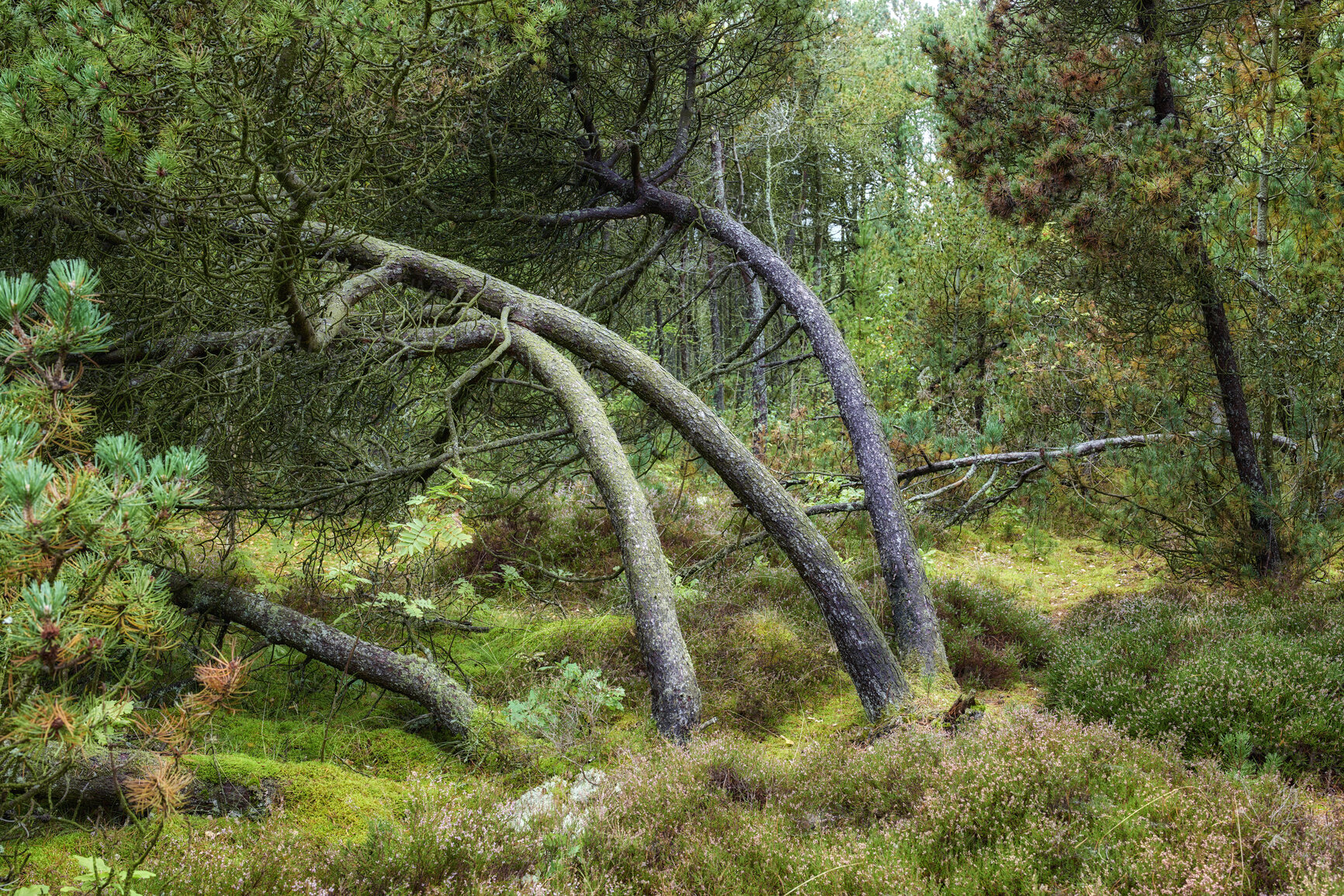 Buy stock photo Summertime forest