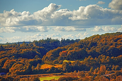 Buy stock photo Autumn forest