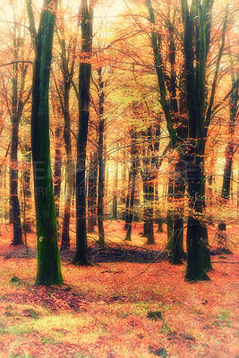 Buy stock photo Autumn forest