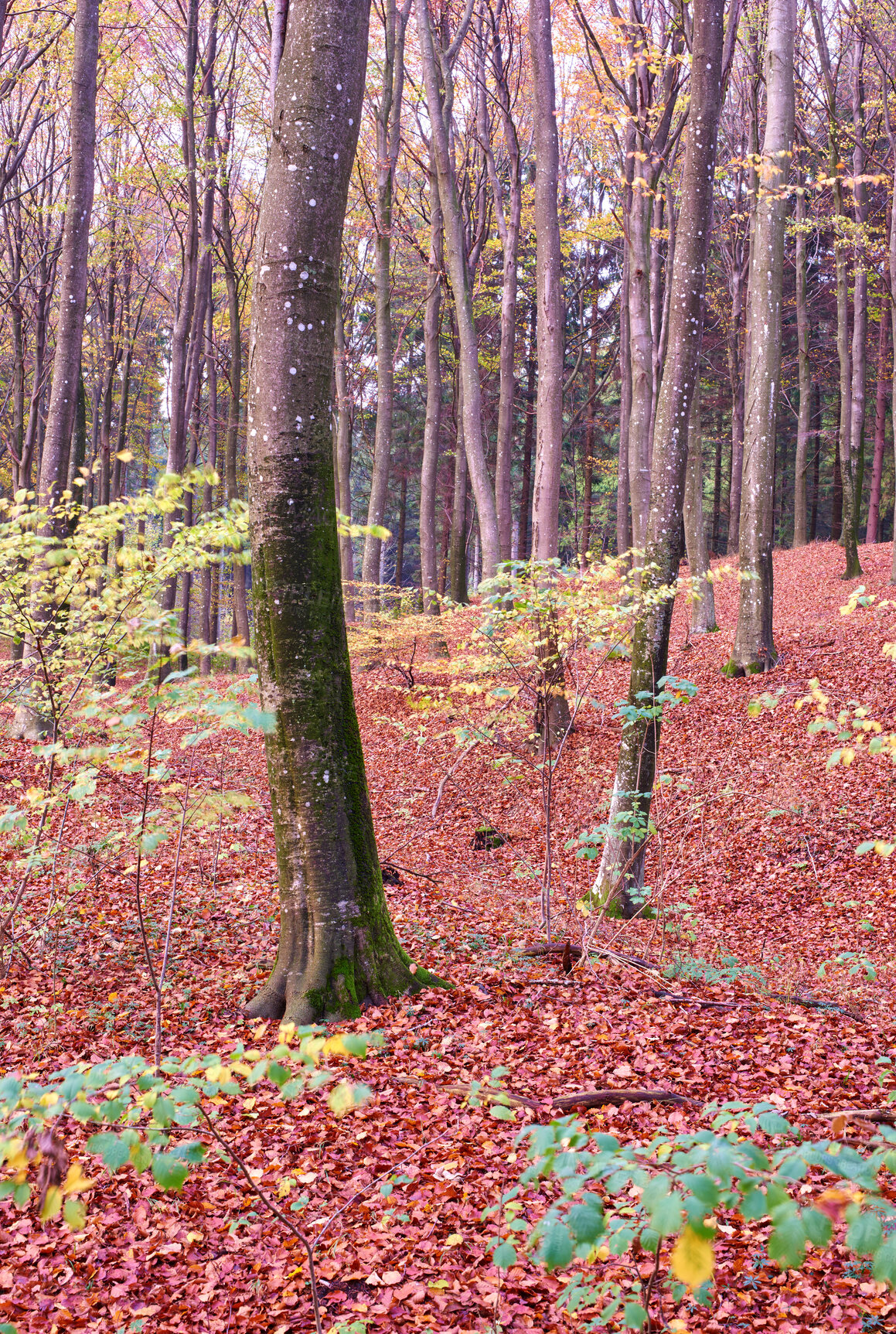 Buy stock photo Autumn forest