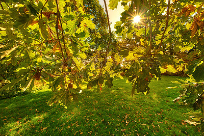 Buy stock photo Autumn forest