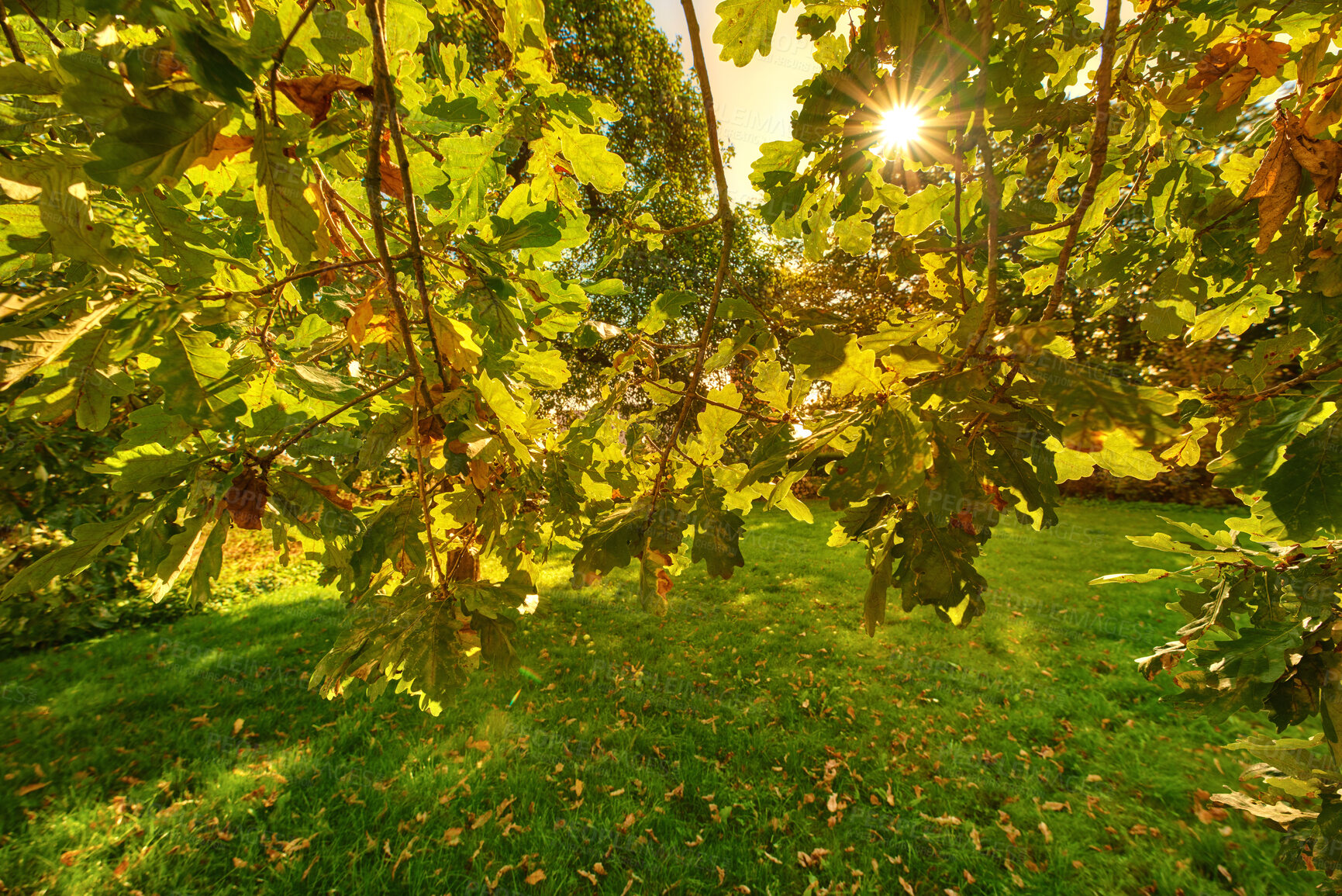 Buy stock photo Autumn forest