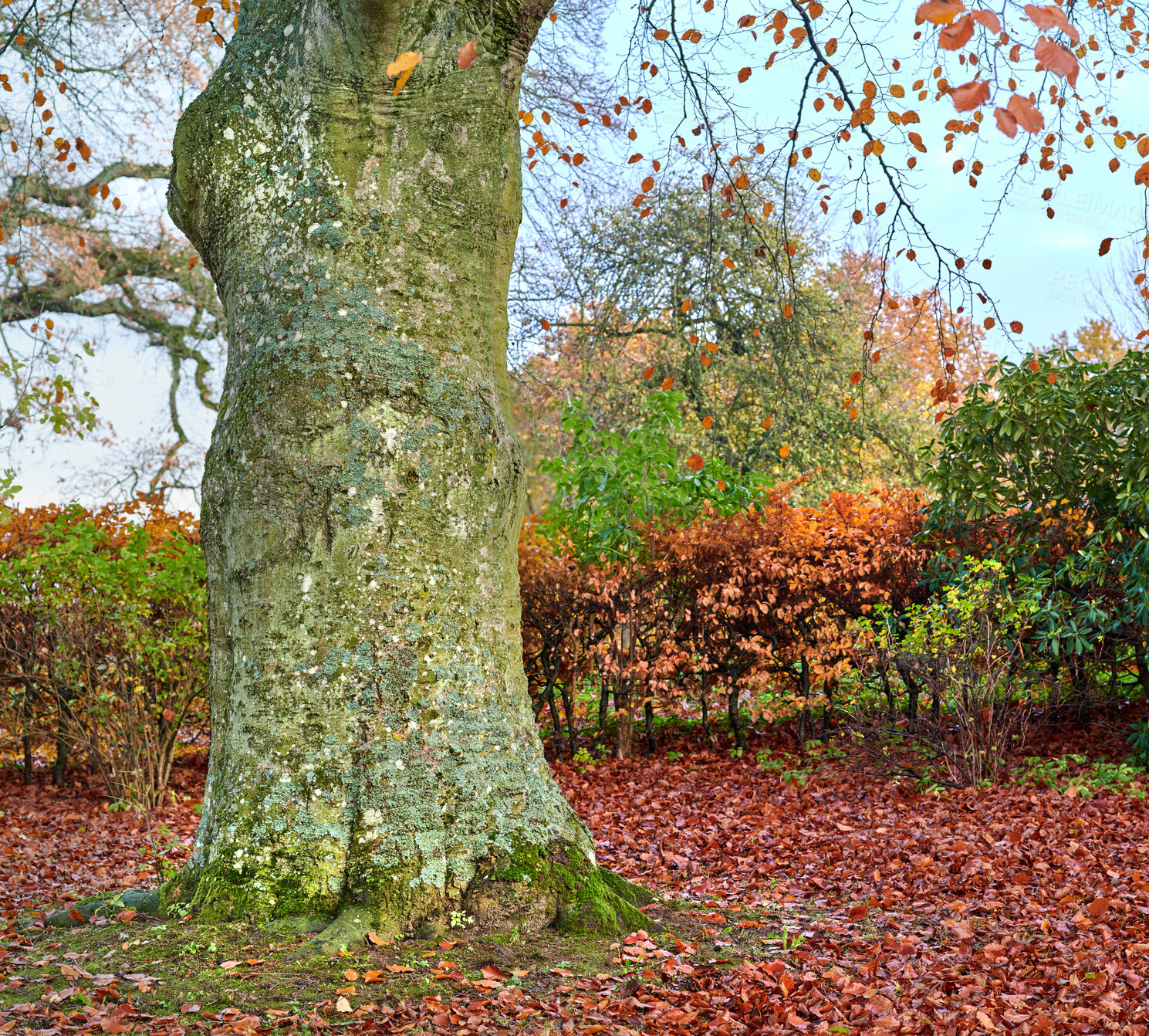 Buy stock photo Autumn forest