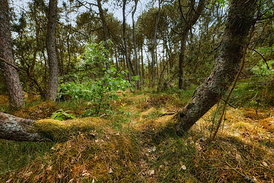 Buy stock photo Autumn forest