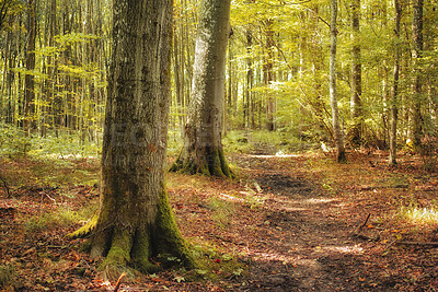 Buy stock photo Autumn forest