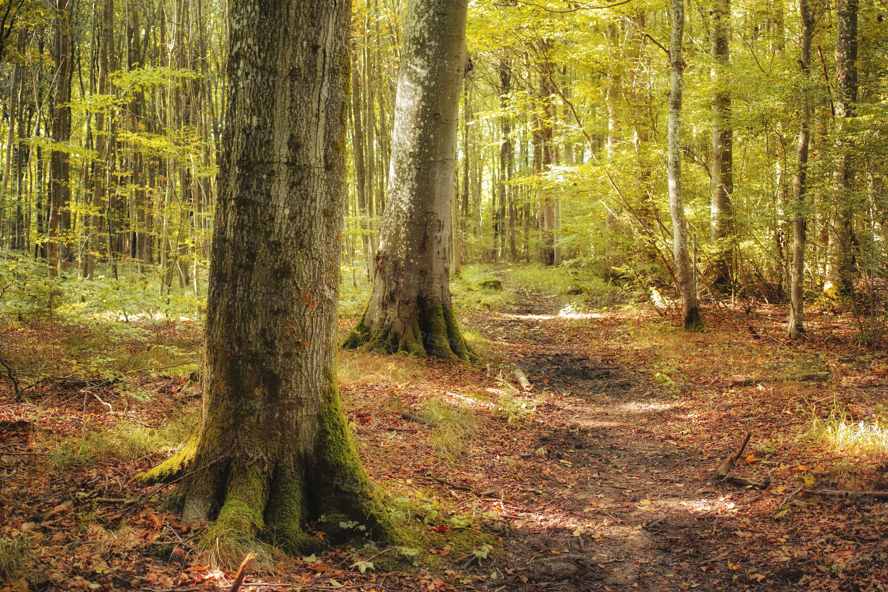 Buy stock photo Autumn forest