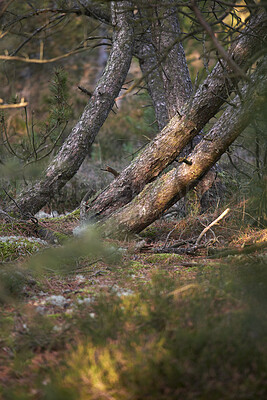 Buy stock photo Autumn forest