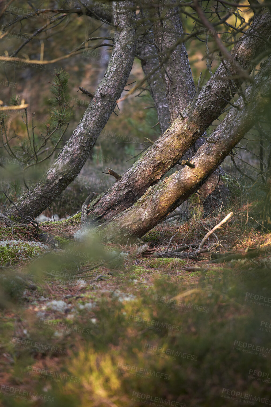 Buy stock photo Autumn forest